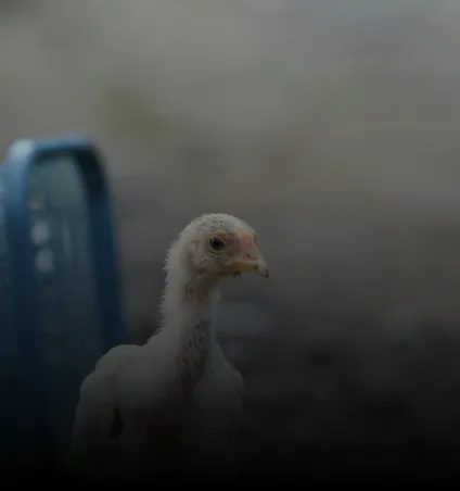 Kunjungan ke Peternakan​